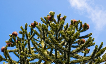 Monkey Puzzle Tree Plant | Groupon