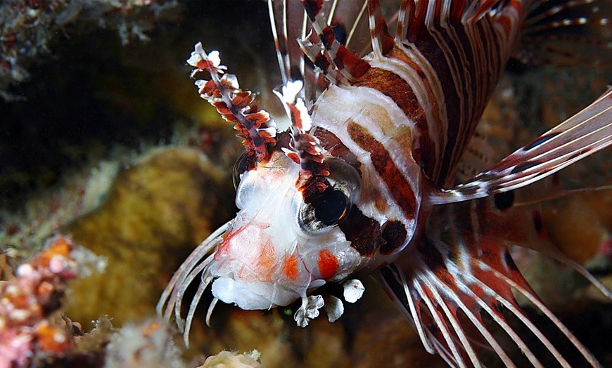 Image 19: Genova: 1 notte con colazione, Acquario, Biosfera e Mostra Illusioni 