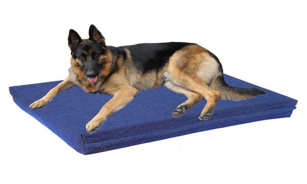 Groupon orthopedic dog clearance bed