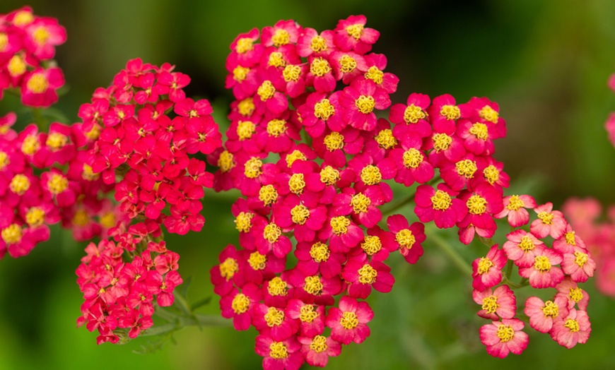 Image 2: Perennial Achillea 'Sunrise' Collection - 3 or 6 Potted Plants