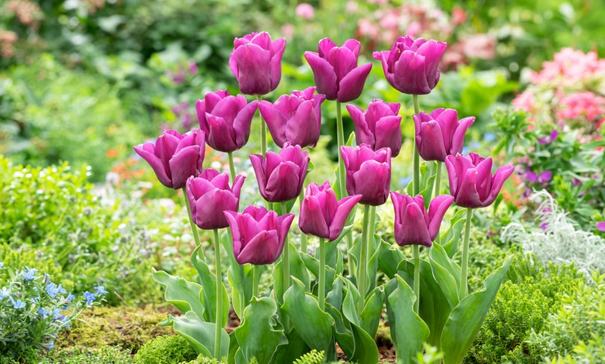 Image 15: Set van 40 bloembollen voor tulpen