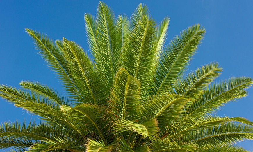 Image 2: Large Phoenix Palm Plant