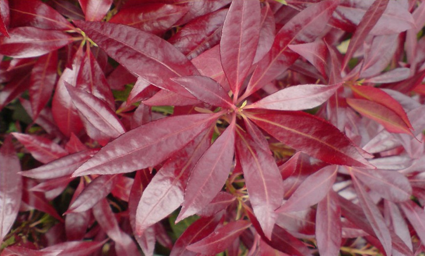 Image 4: 5-Plant Evergreen Pieris Plants