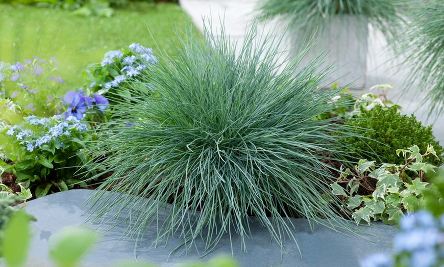 Image 4: 6 plants de fétuque bleue Festuca Glauca "Blue" 12-15 cm