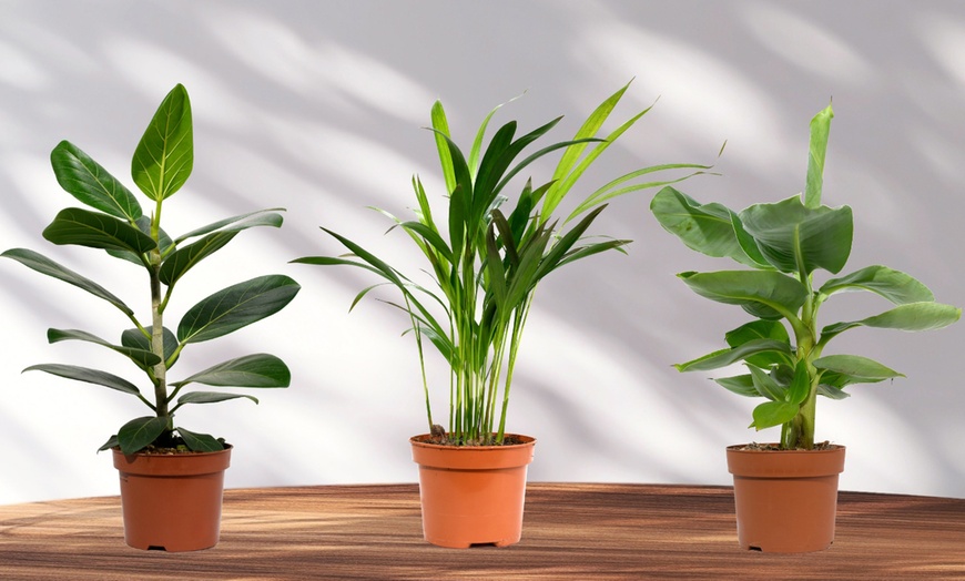 Image 1: Trio de plantas exóticas orientales