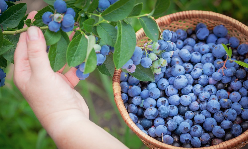 Image 1: Mature Blueberry Aurora Plant in 1.5L Pot