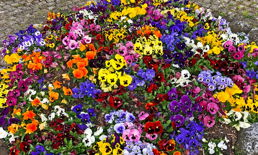 Image 2: Winter Flowering Bedding Plants