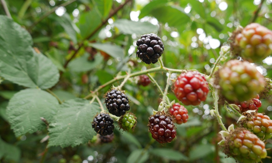 Image 18: Jusqu'à 4 packs de plantes fruitières