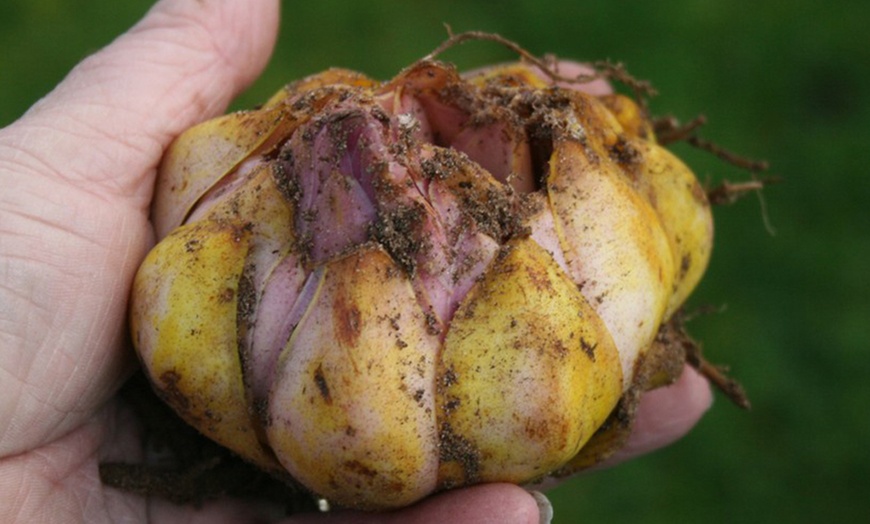 Image 2: Giant Tree Lily Collection Bulbs - 9 or 18 Bulbs