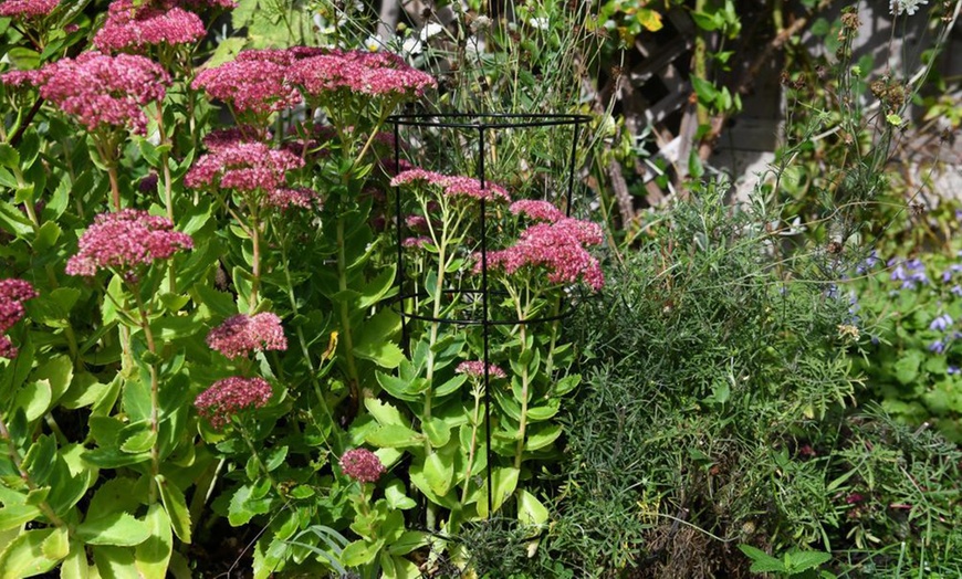 Image 8: Decorative Garden Trellis Plant Support Collections