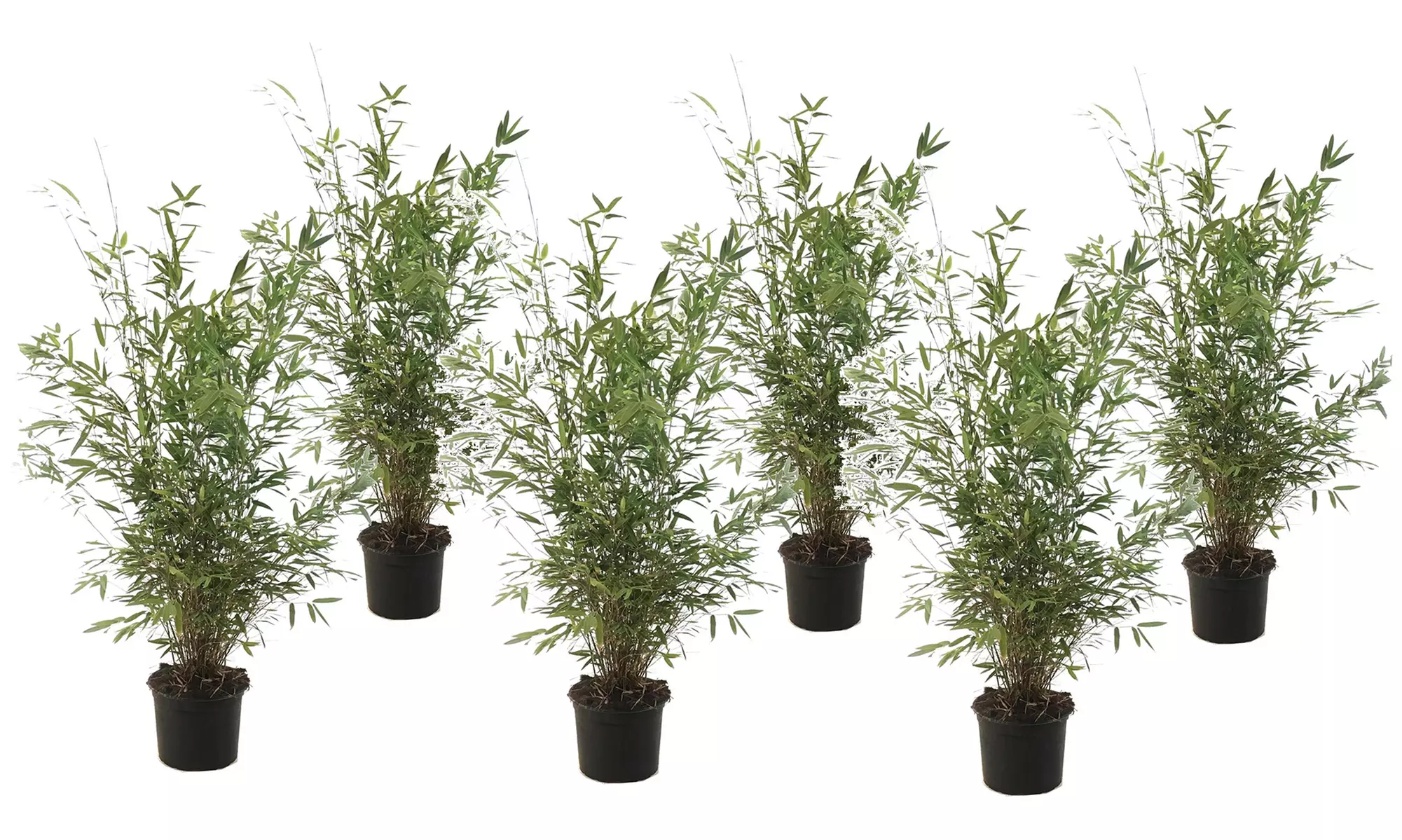 Plantas Fargesia Asian Wonder, Fargesia Rufa o Fargesia Nitida Gansu