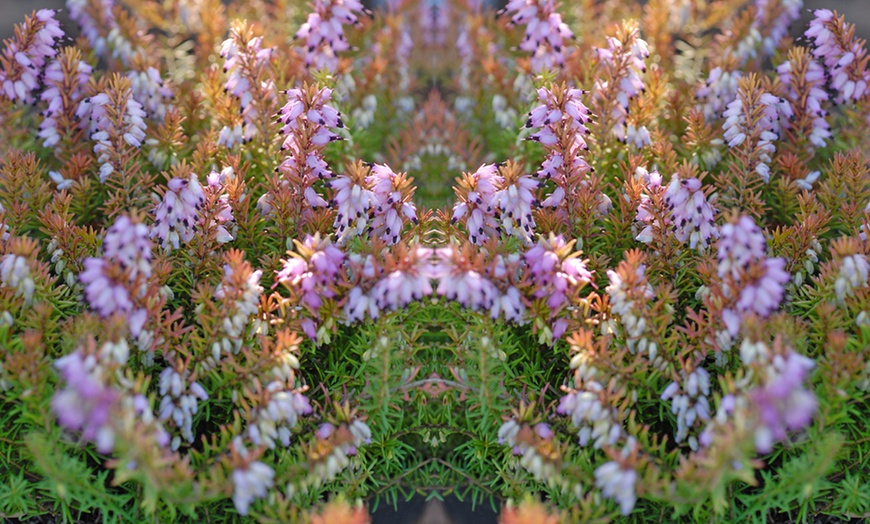 Image 4: Evergreen Heather Collection