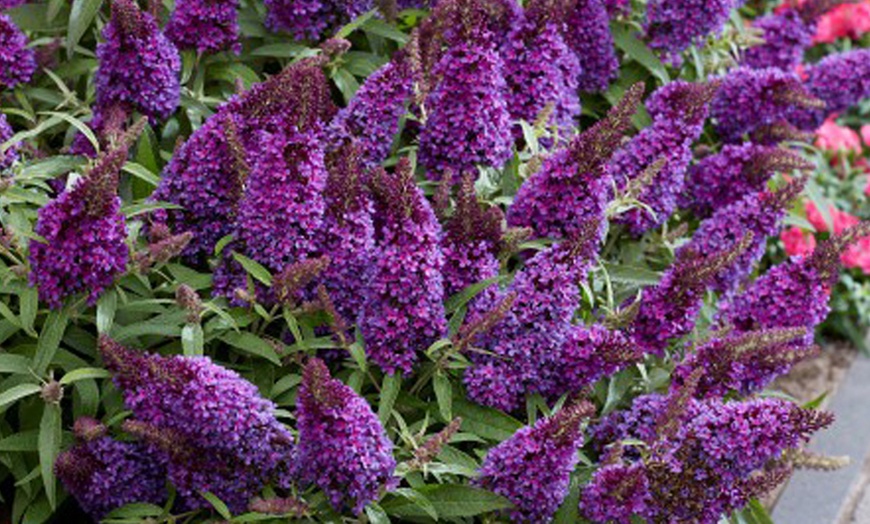 Image 4: Dwarf Patio Buddleja ‘Butterfly Candy’ - Potted Plants
