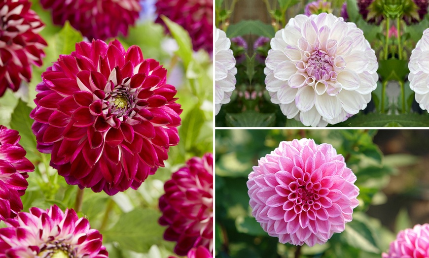 Six Dahlia 'Perfect Pom Pom' Tubers Collection | Groupon