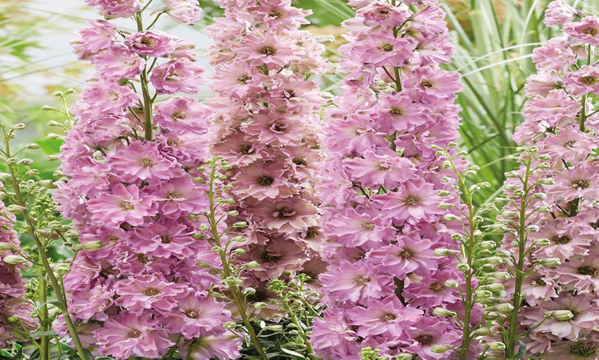 Image 4: Pink Delphinium Juliette - 1, 3 or 5 Potted Plants
