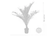 1 ou 2 palmiers dattiers Phoenix "Canariensis", hauteur de 50-60 cm ou 65-85 cm à la livraison, au choix - Second Medium
