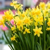 Image 3: Narcissus 'Tête-à-Tête'; Miniature Daffodils Spring Flowering Bulbs