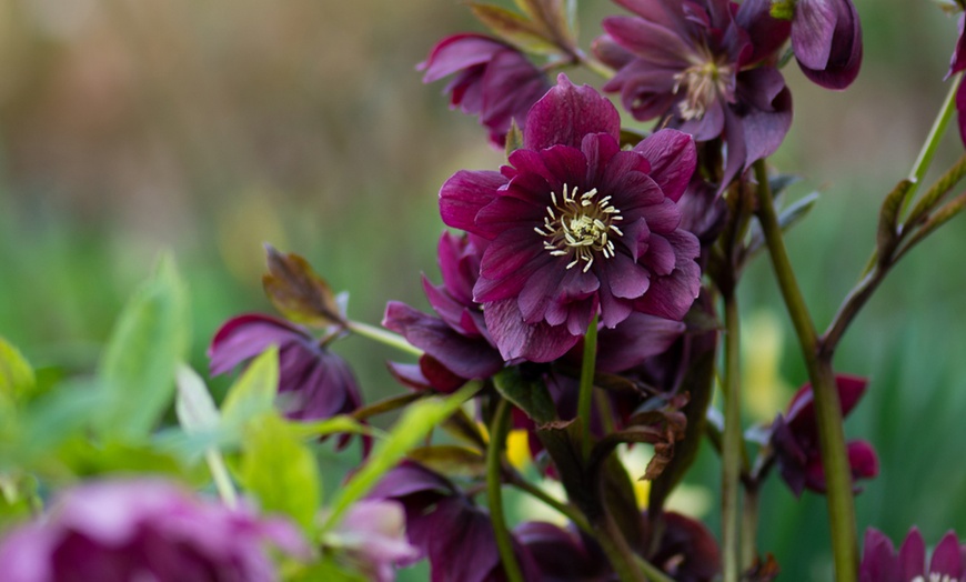 Image 3: Lot de 3 plantes 'Helleborus orientalis"