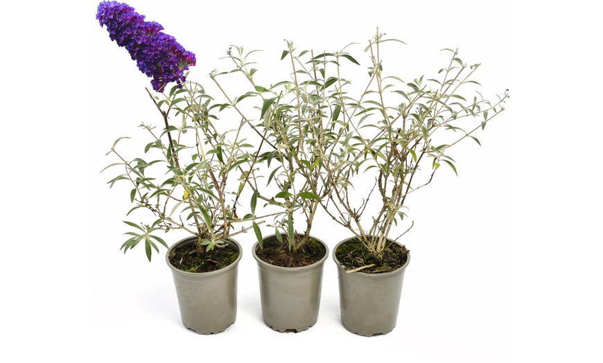 Image 2: Set van 3 of 8 OH2 Buddleja Davidii planten
