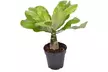 1 ou 2 plants de palmier hawaïen Brighamia Insignis 30-40 cm, livrés en pot - Second Medium