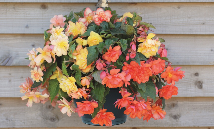 Image 8: 5, 10 or 20 Begonia Apricot Shades Improved F1 Hybrid Bulbs