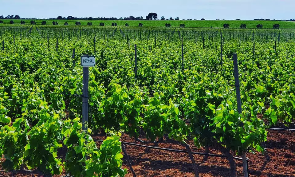 Visita guiada y cata de vinos para 2 o 4 personas