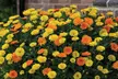 Five or Ten Plants of Calendula 'Power Daisy' Collection - Image 2