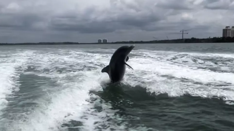 Up to 20% Off on Dolphin Watching at All Island Watersports - Second Medium