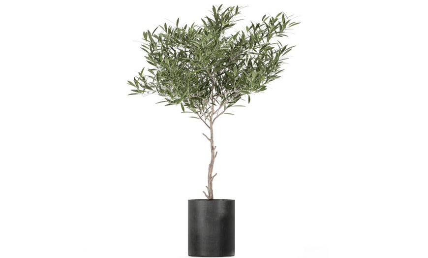 Image 1: Olive Tree Slow-Growing Evergreen Potted Plant