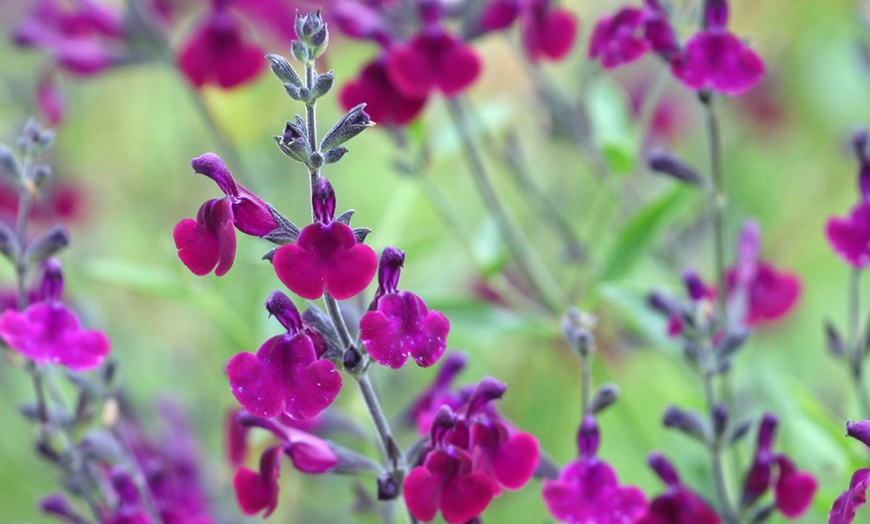 Image 4: Pack of Six Salvia Potted Plants 