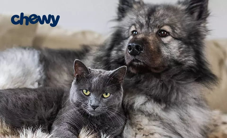 $15 Off Your First Chewy Purchase of $49+ Plus Free Shipping - Primary Image