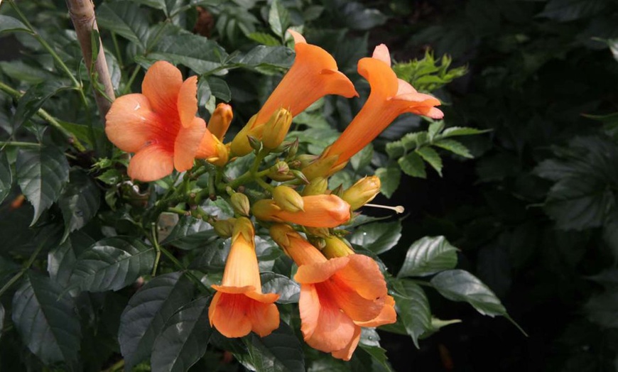 Image 4: Potted Climbing Campsis Plants (2 Litre Pots)

