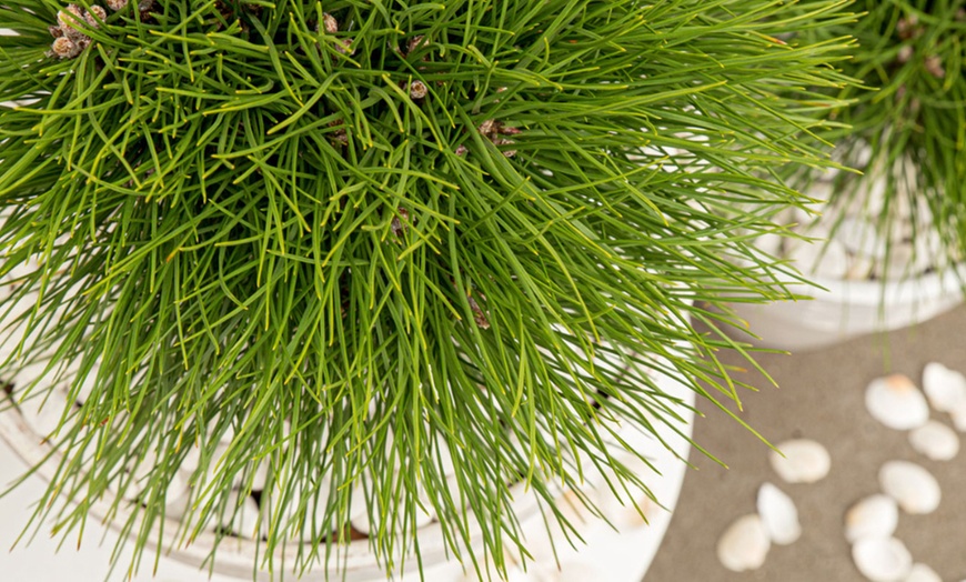 Image 6: Plante de pin "Pinus Summer Breeze"