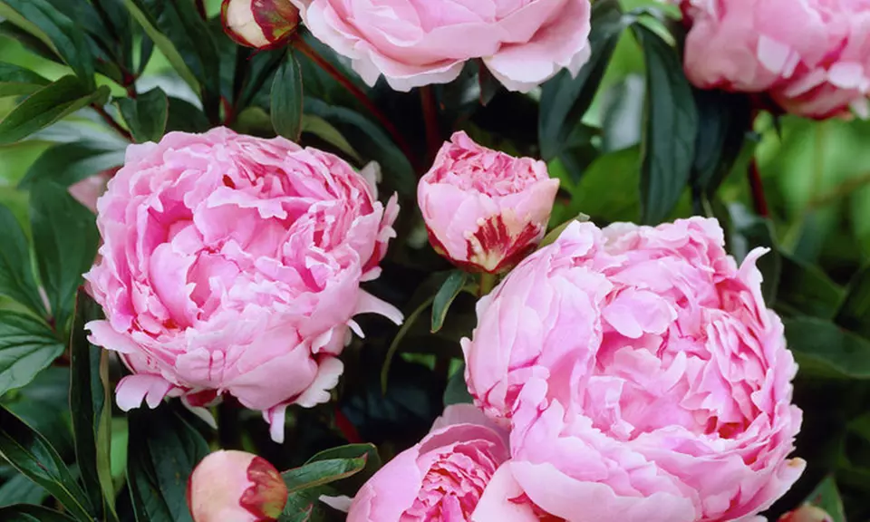 Pre-Order: Peony Bare Root Plants (6-Pack) - Second Medium