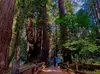 Muir Woods with Napa & Sonoma Wine Country: Stroll Through Redwood Forest & Have an Amazing Time!