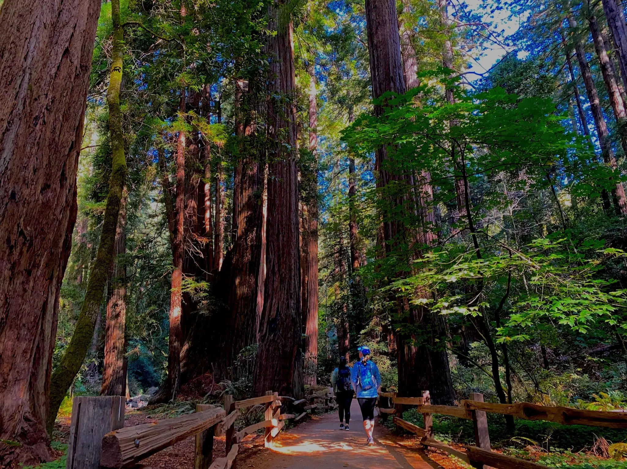 Muir Woods with Napa & Sonoma Wine Country: Stroll Through Redwood Forest & Have an Amazing Time!