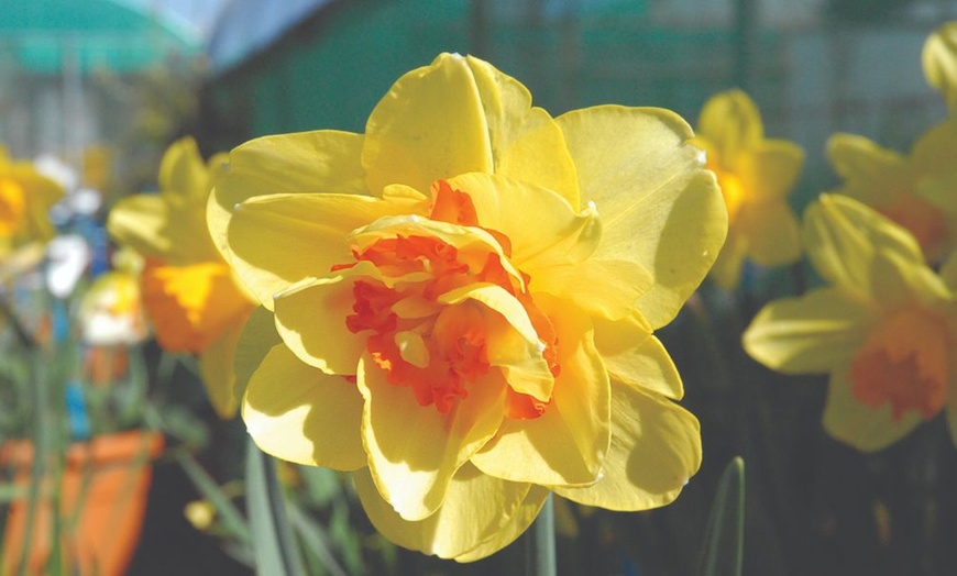 Image 5: Up to 40 Bulbs of Mixed Daffodil Double Classic Collection