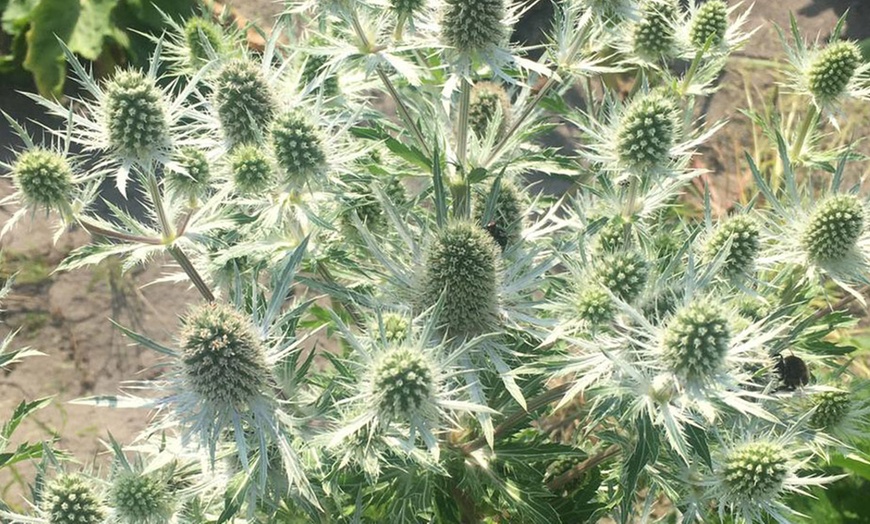 Image 1: Eryngium Magical White Lagoon -1, 3 or 5 Potted Plants