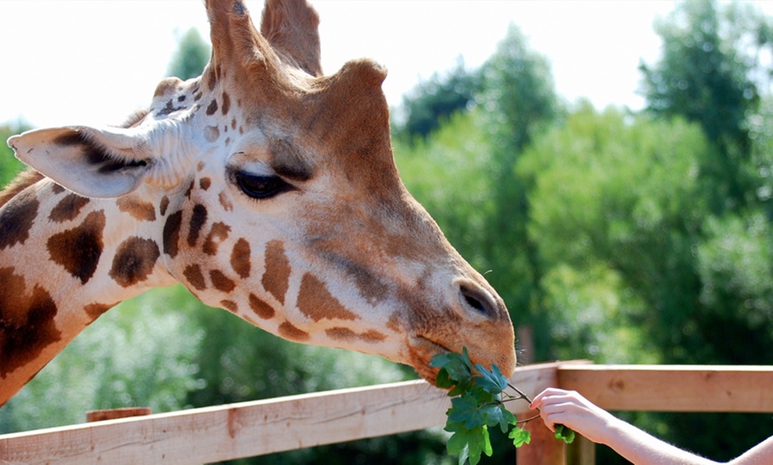 Image 3: Christmas at the Zoo