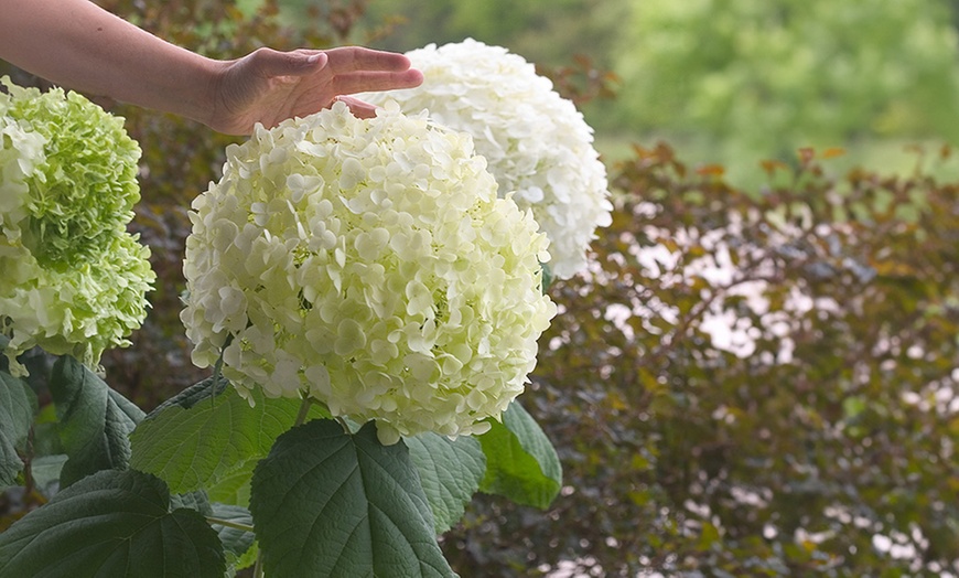 Image 1: 1, 2 ou 3 plants d'hydrangea "Strong Annabelle"