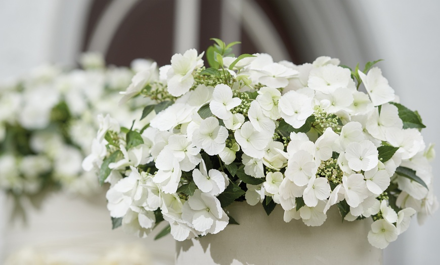 Image 5: Pack de 2 plantes d'hortensia "Runaway Bride"