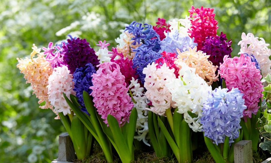 Image 1: Hyacinth 'Breeder's Selection' Bulbs 