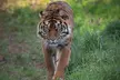 Big Cat Feeding Experience at Safari Zoo Cumbria (Up to 71% Off) - Image 5