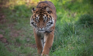 Unlock Wildlife Wonders: Safari Zoo Cumbria Pass 