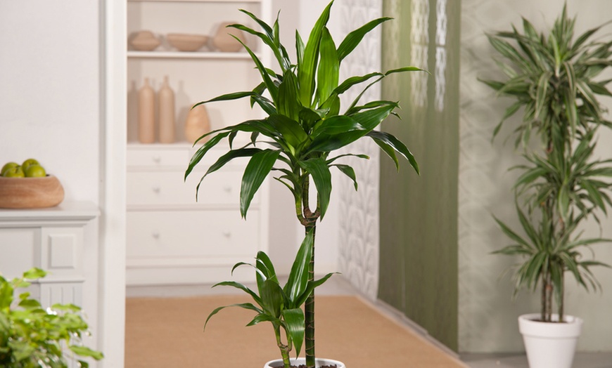 Image 1: Pianta di Dracaena Janet Craig