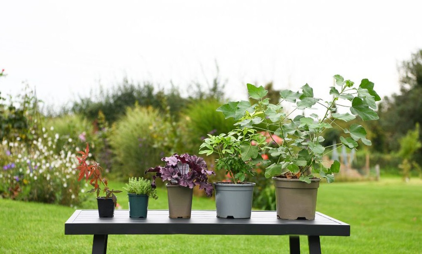 Image 16: Mixed Potted Buddleja 'Butterfly Bush' Plants 