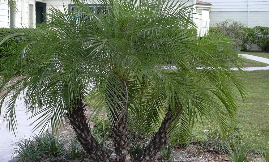 Image 1: Phoenix Roebelenii of dwergpalm