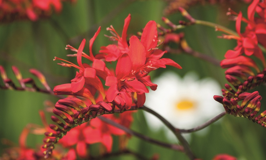 Image 2: Three or Ten Crocosmia Lucifer Bulbs