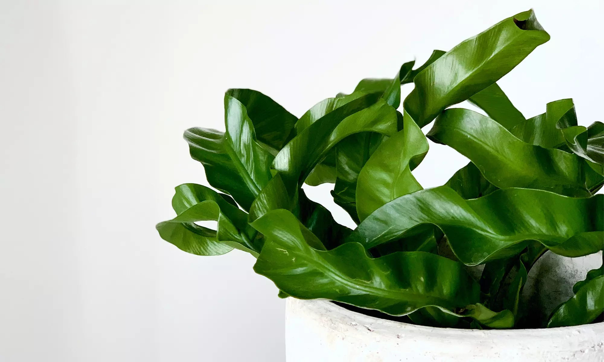 Set van 5 luchtzuiverende kamerplanten