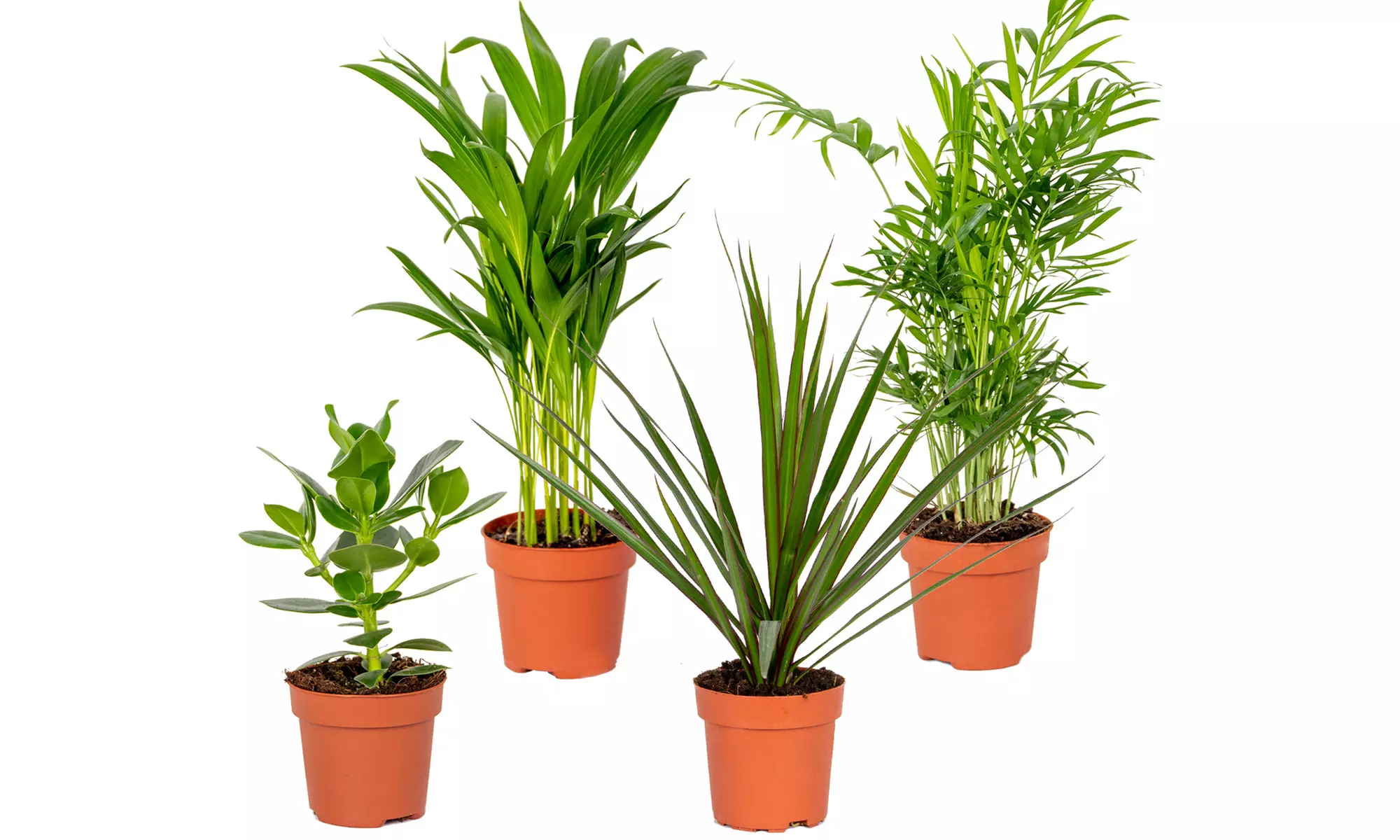 Set van 4 gemixte kamerplanten